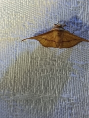 Thyrididae