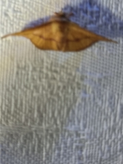 Thyrididae