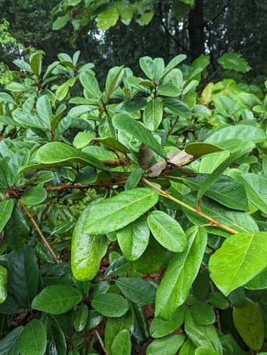 Ficus consociata, photograph 3