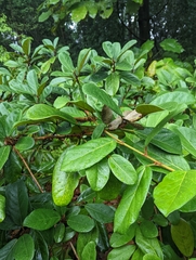 Ficus consociata