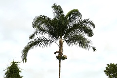 Bactris gasipaes