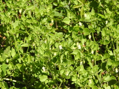 Salpichroa origanifolia