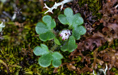 Saxifraga