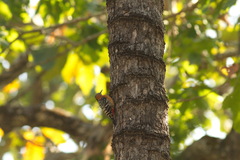 Dendrocopos hyperythrus