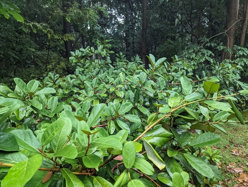 Ficus consociata, photograph 4