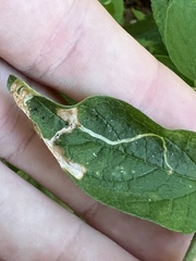 Agromyzidae