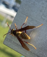 Polistes major major