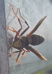 Polistes major major