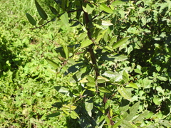 Byttneria filipes