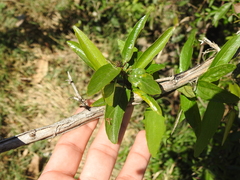 Byttneria filipes