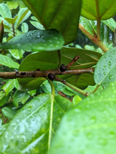 Ficus consociata, photograph 5