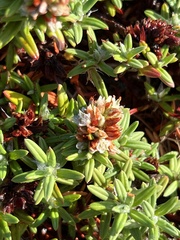 Polygonum paronychia