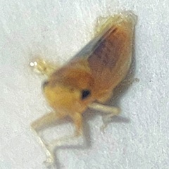 Macropsis