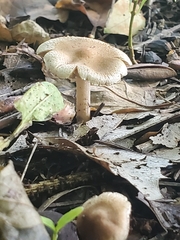 Lentinus tigrinus