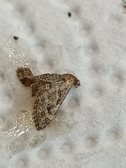 Gymnoscelis rufifasciata