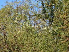 Clematis montevidensis