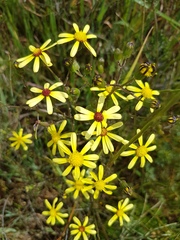 Senecio paarlensis
