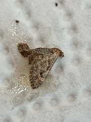 Gymnoscelis rufifasciata