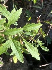 Dysphania ambrosioides