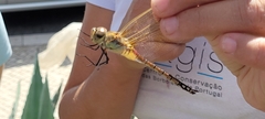 Anax ephippiger