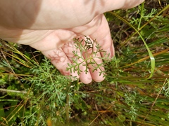 Monsonia speciosa