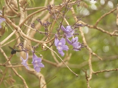 Jacaranda mimosifolia