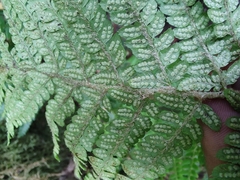 Polystichum setiferum image