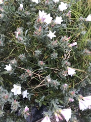 Convolvulus cneorum