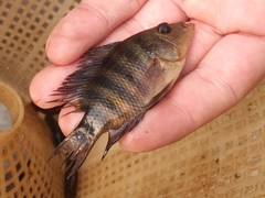 Mayaheros urophthalmus