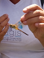 Anax ephippiger