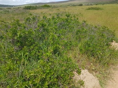 Searsia laevigata laevigata