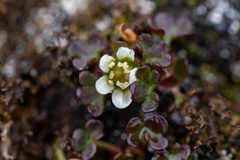 Saxifraga