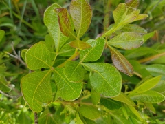 Searsia laevigata laevigata