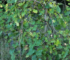 Vitis rotundifolia