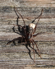 Acantholycosa lignaria