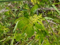 Searsia laevigata laevigata