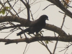 Cyanocorax cyanomelas