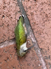 Archilochus colubris