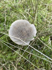 Amanita excelsa