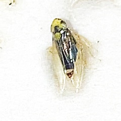 Macrosteles