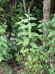 Teucrium