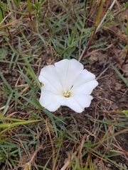 Convolvulus capensis