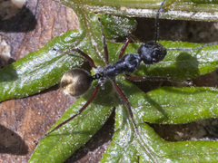 Camponotus suffusus bendigensis