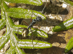 Camponotus suffusus bendigensis