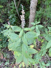 Teucrium