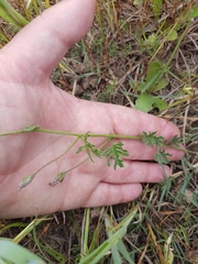 Convolvulus capensis