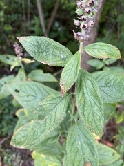 Teucrium