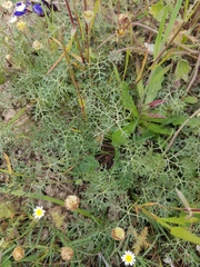 Monsonia speciosa