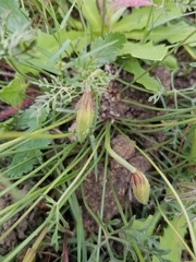 Monsonia speciosa