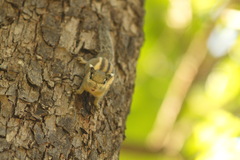 Tamiops mcclellandii